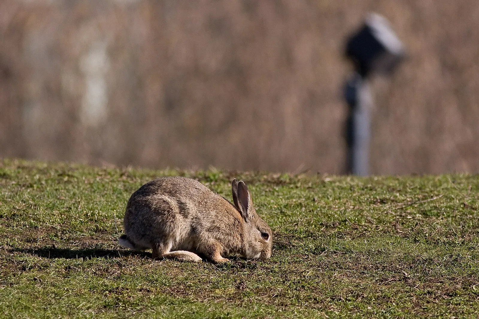 Un conejo de monte (Oryctolagus cuniculus)