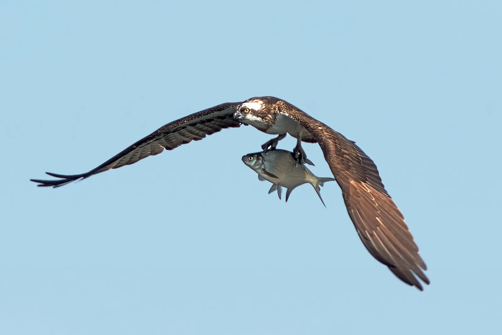 Un águila pescadora en vuelo con un pez entre las garras