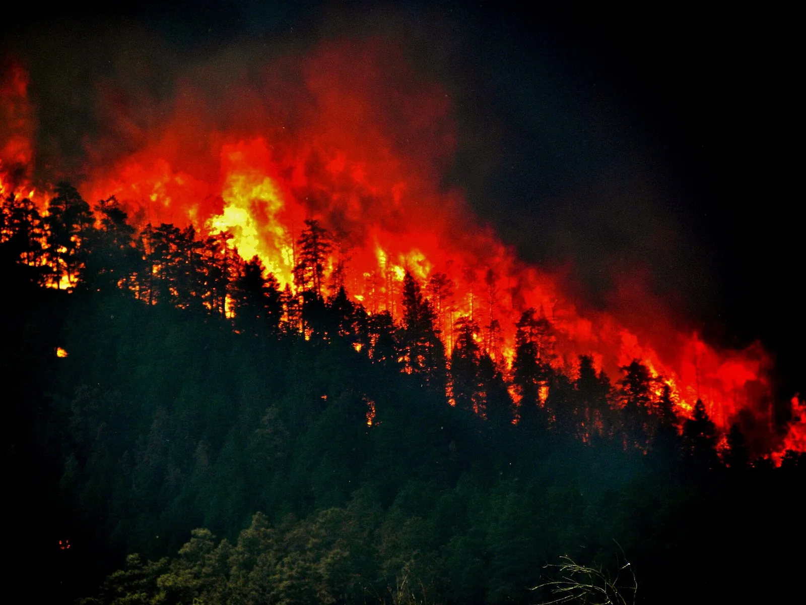 Llamas en un incendio forestal (imagen de archivo)