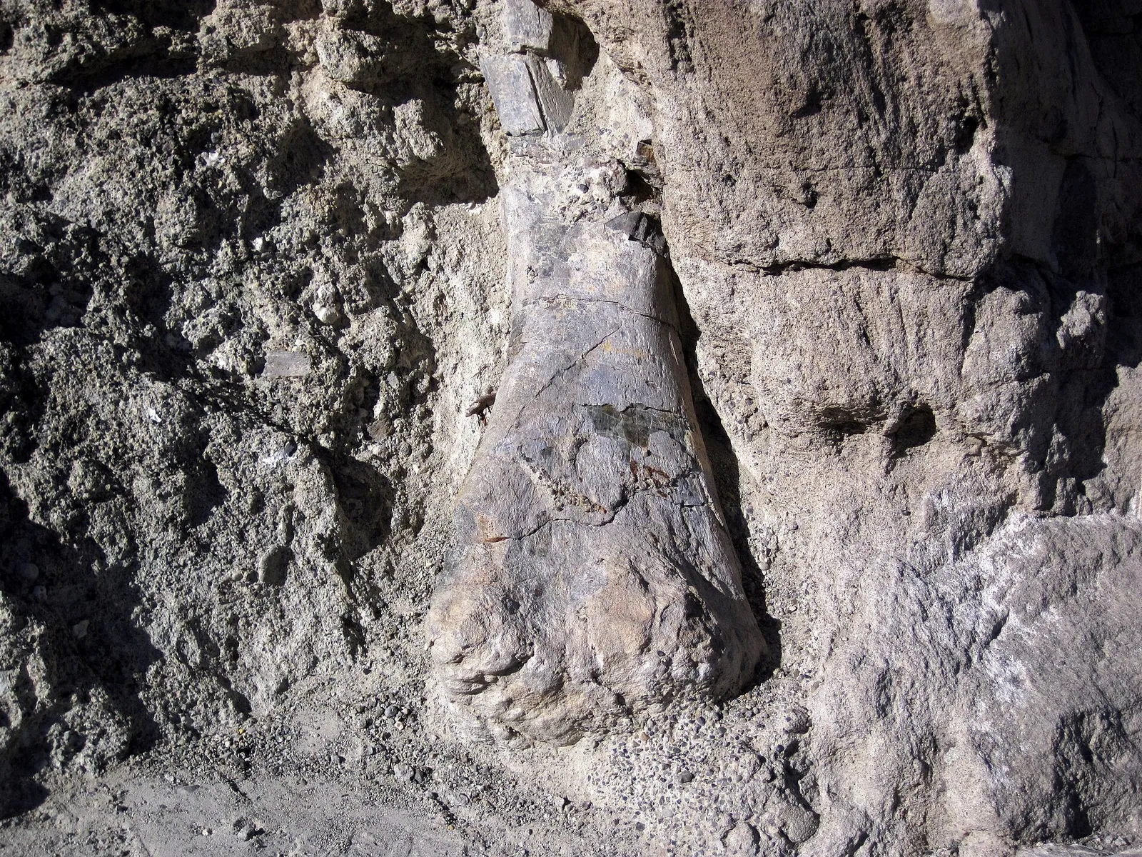 Un hueso de dinosaurio fosilizado en la roca (imagen de archivo)