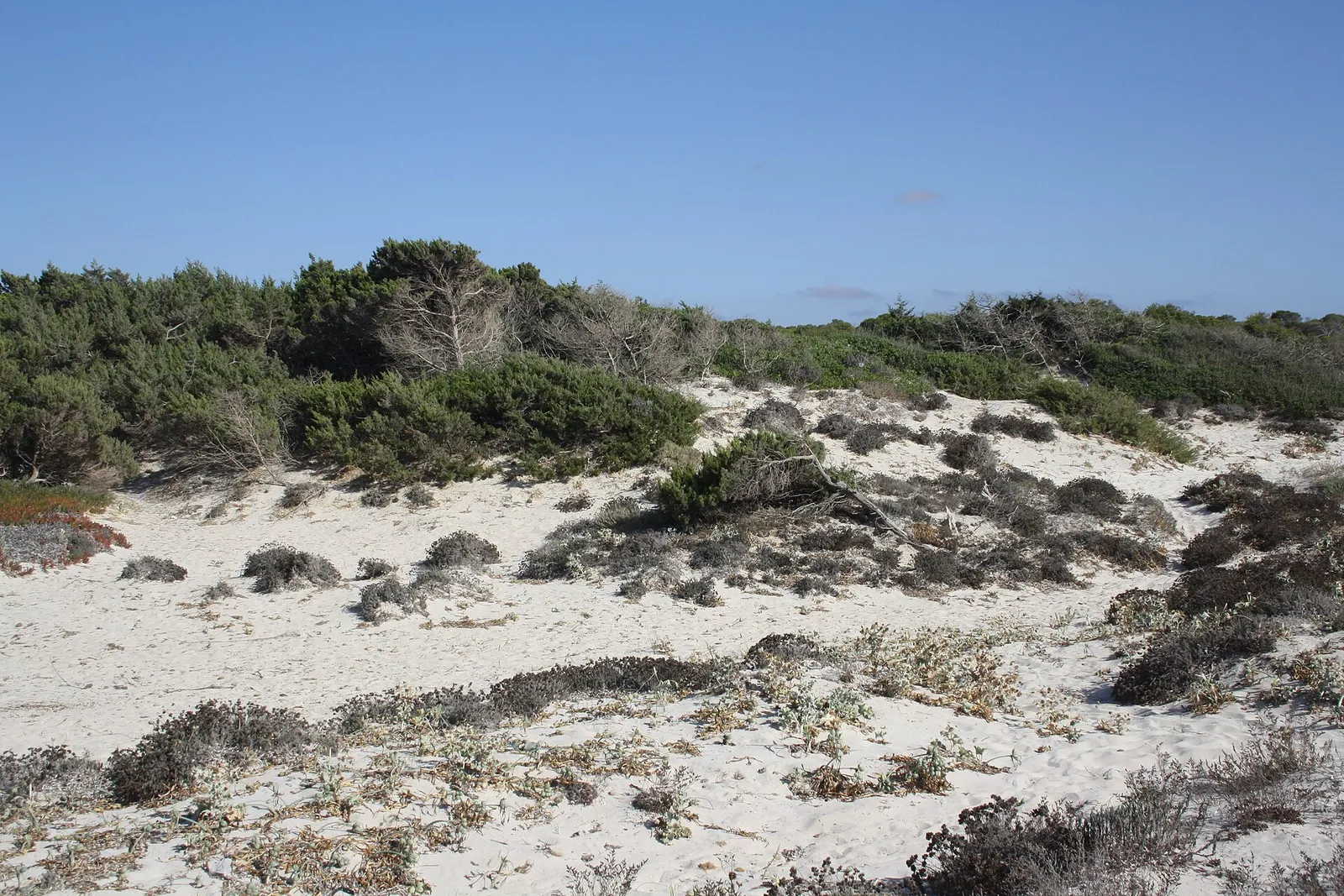 Dunas de Es Trenc, en Mallorca (imagen de archivo)