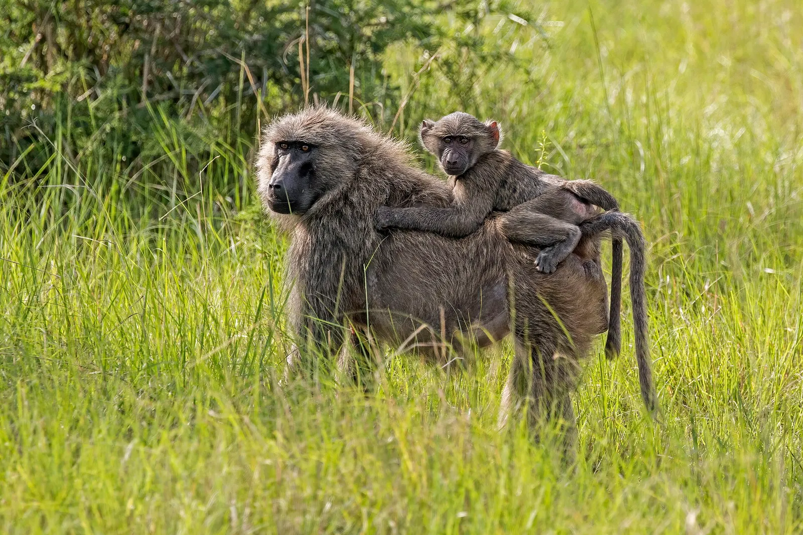 Un babuino oliva (Papio anubis) con una cría