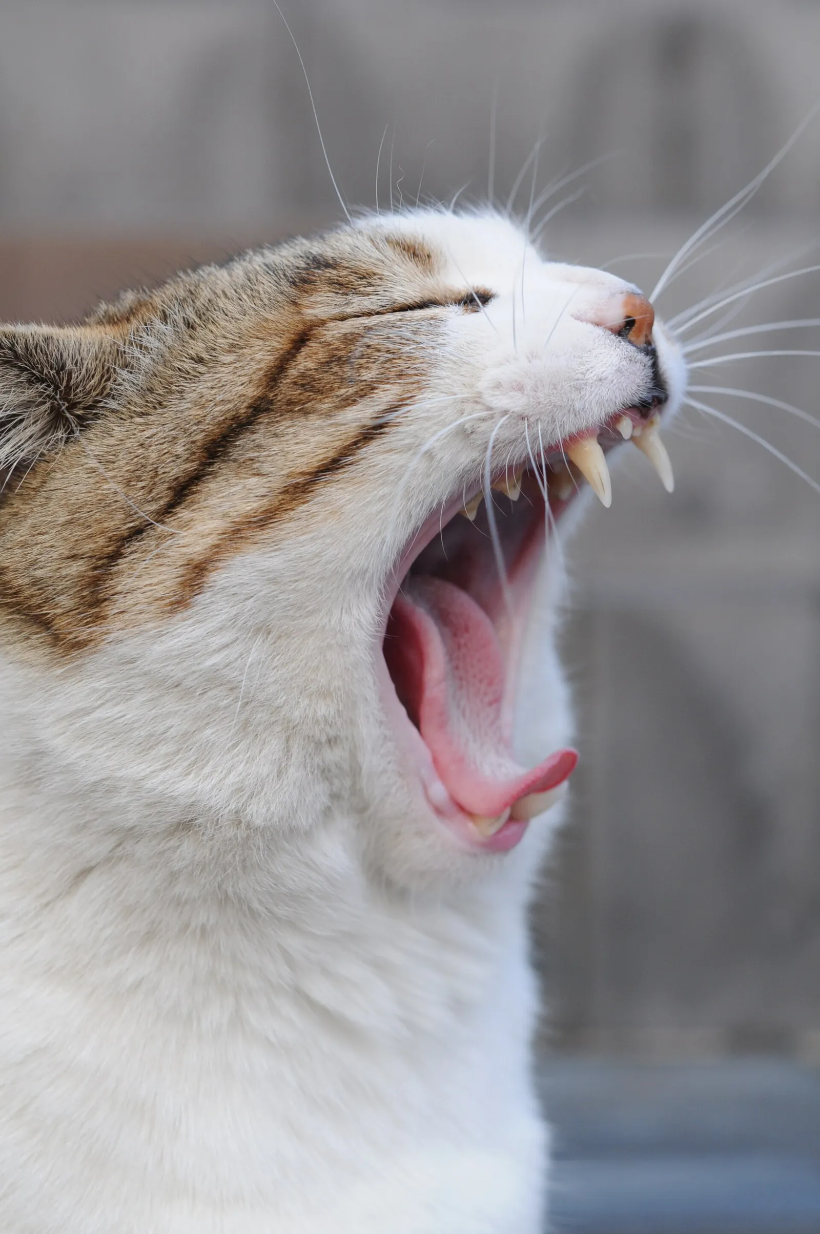 Un gato atigrado bostezando