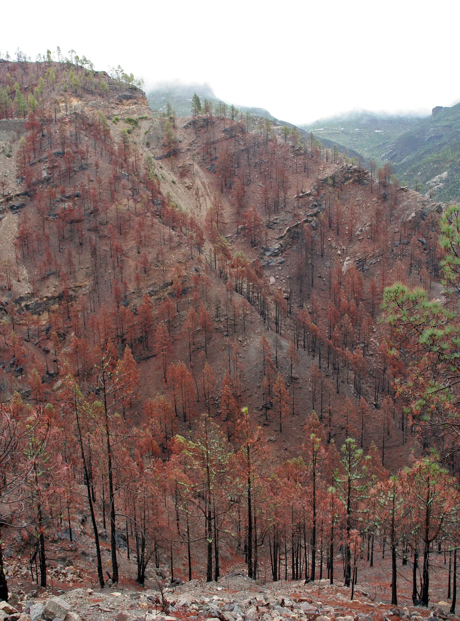 Monte calcinado tras el paso de un incendio forestal