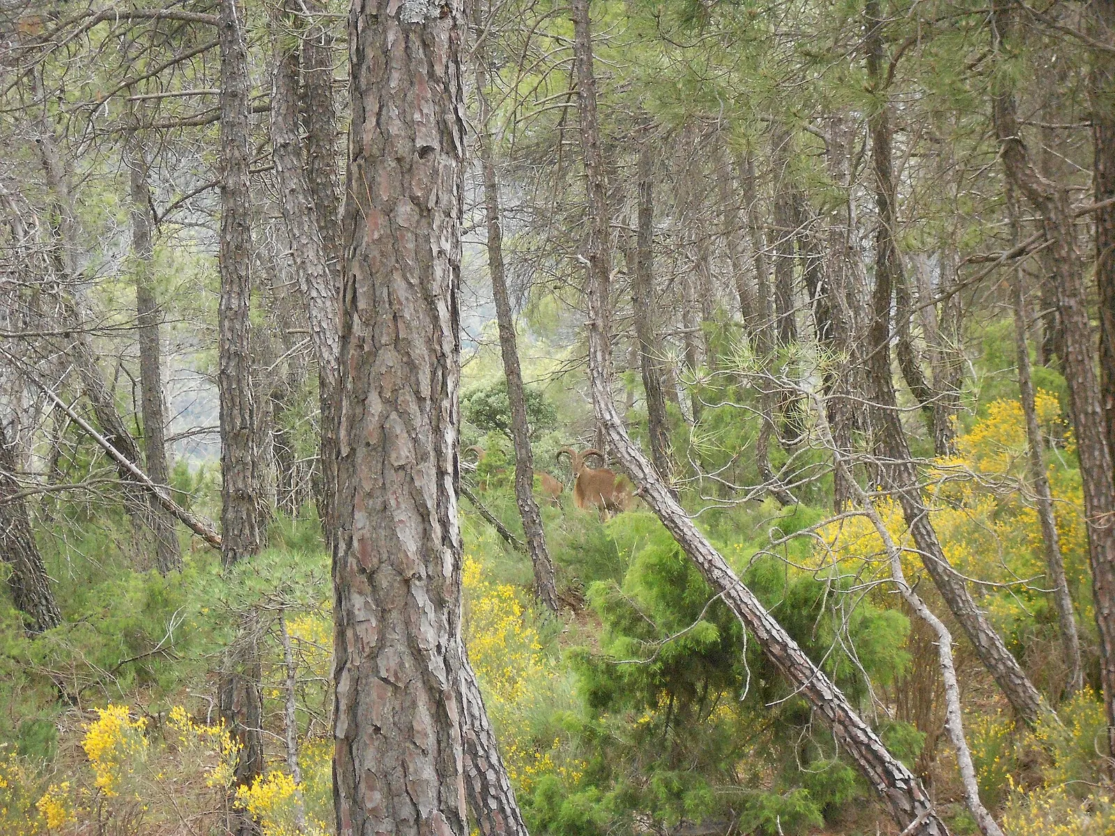 Un arruí (Ammotragus lervia) en Sierra Espuña, Murcia (imagen de archivo)