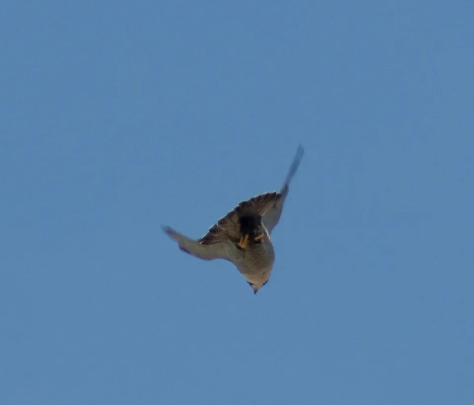 Un halcón peregrino, especie habitual en los servicios de cetrería de los aeropuertos
