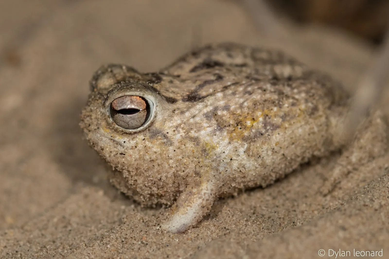 Ejemplar de rana llorona del desierto (Breviceps macrops)