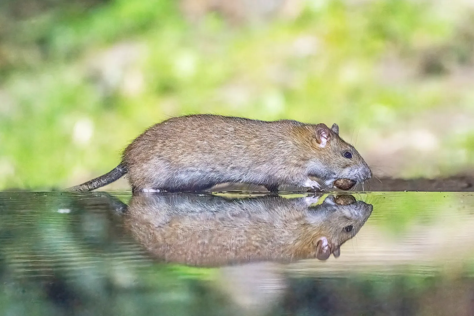 Una rata parda (Rattus norvegicus)