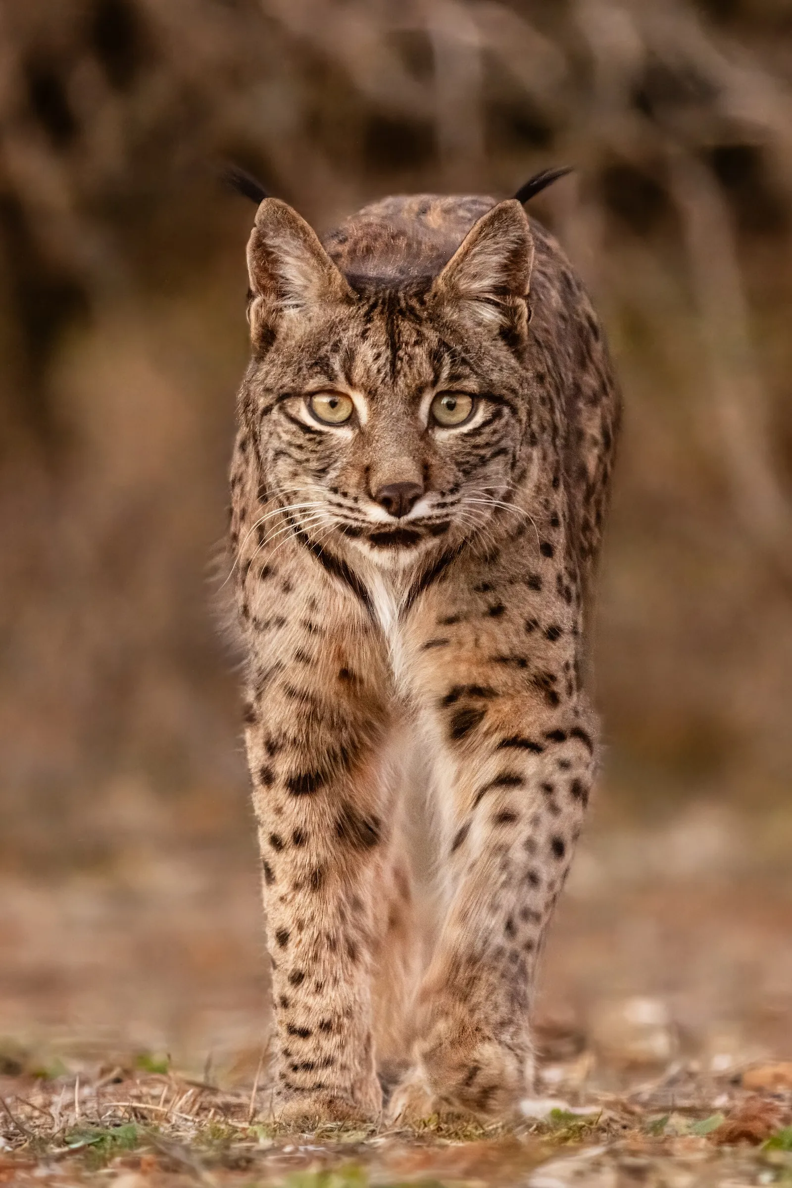 Un lince ibérico fotografiado en Almuradiel (Ciudad Real)