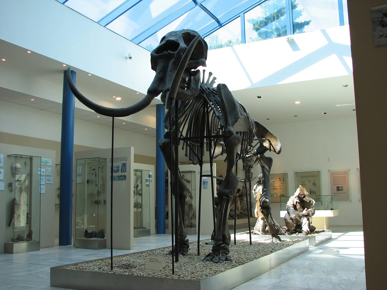 Esqueleto de mamut expuesto en un museo