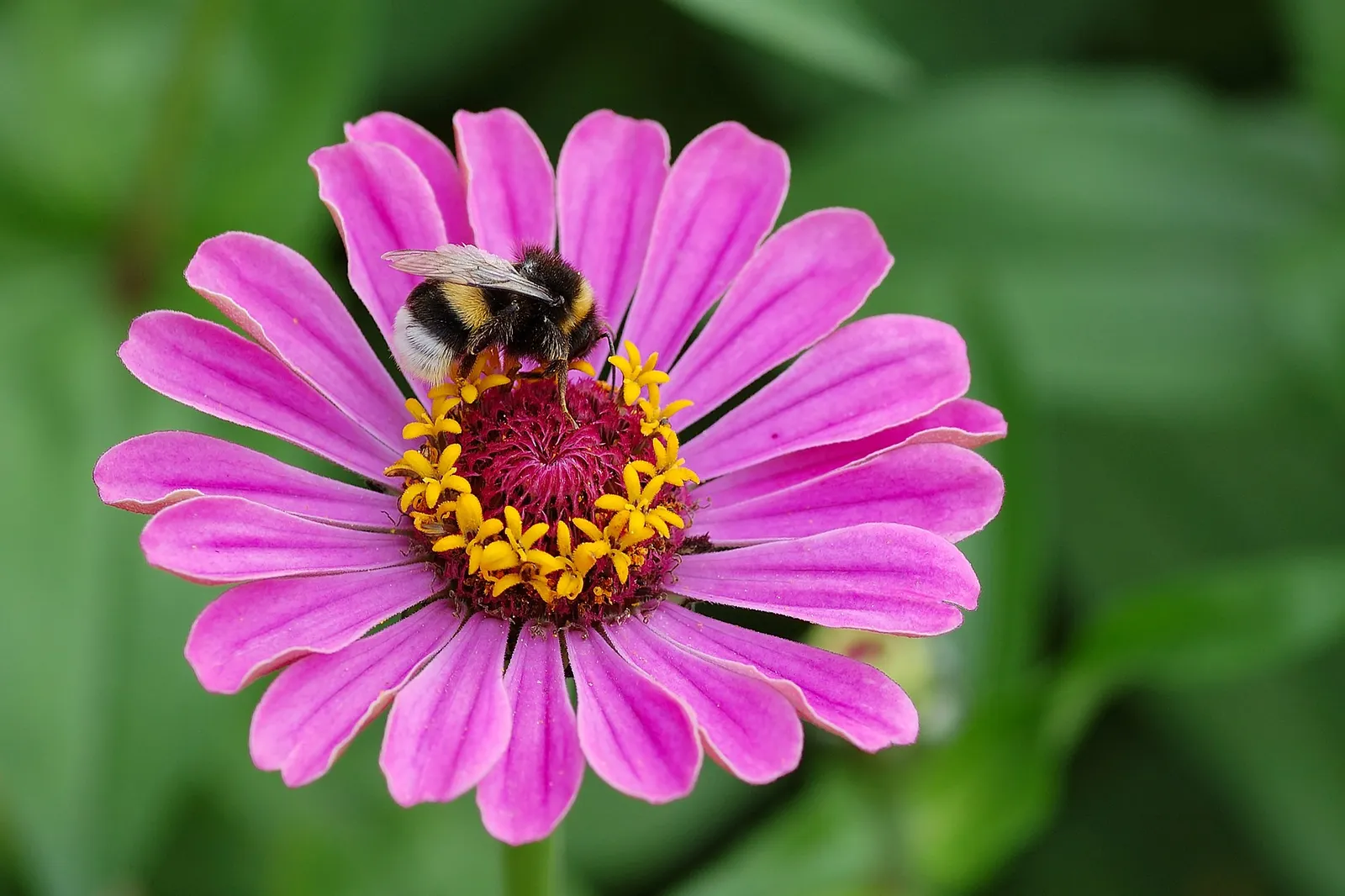 Un abejorro (Bombus) sobre una flor (imagen de archivo)
