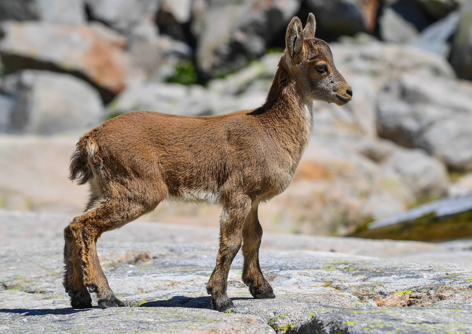 Un ejemplar joven de cabra montés (Capra pyrenaica) en la Sierra de Gredos