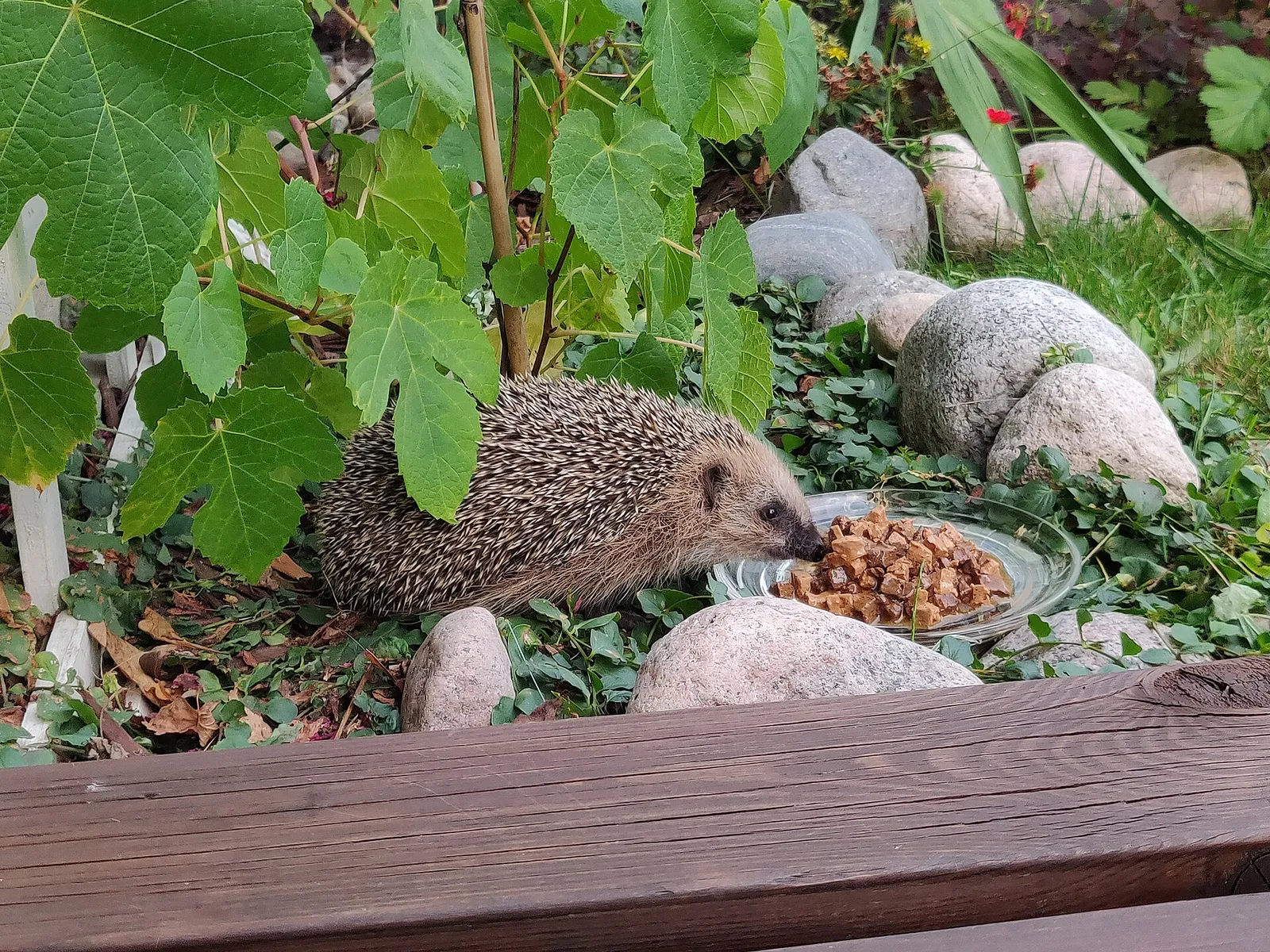 Un erizo europeo en un jardín