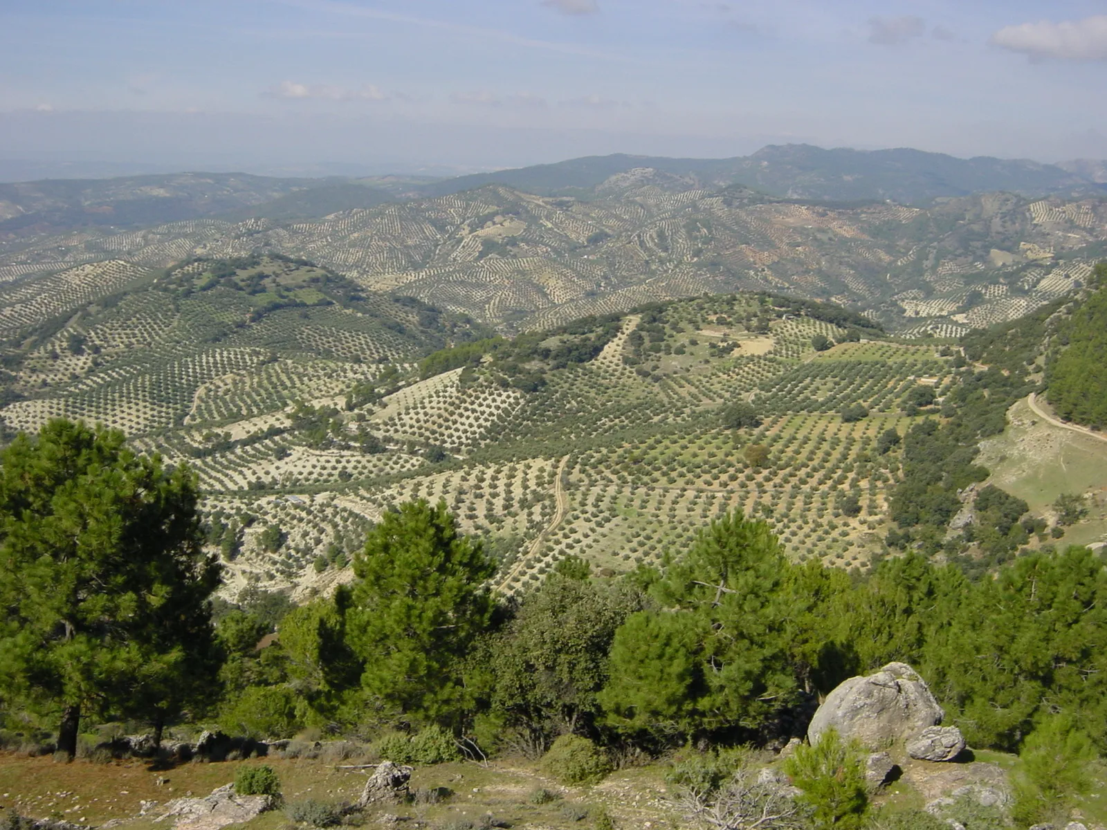 Campos de olivar en la provincia de Jaén