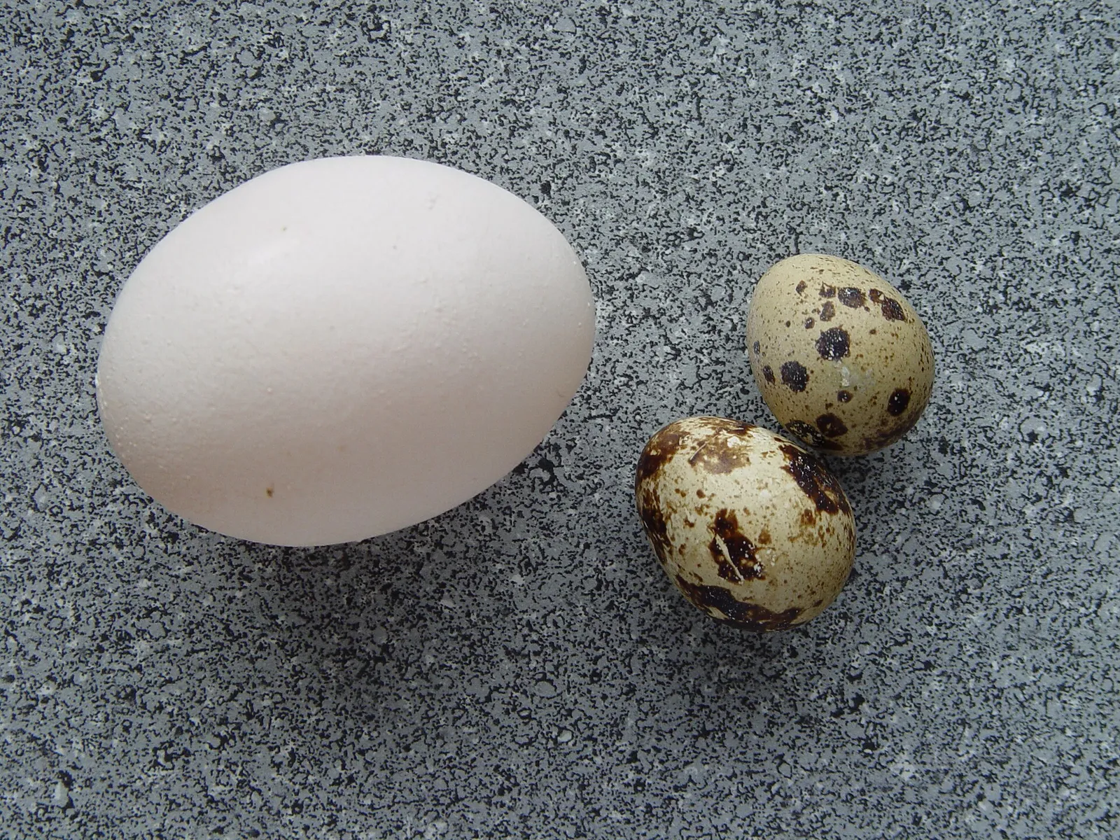 Huevos de codorniz (imagen de archivo)