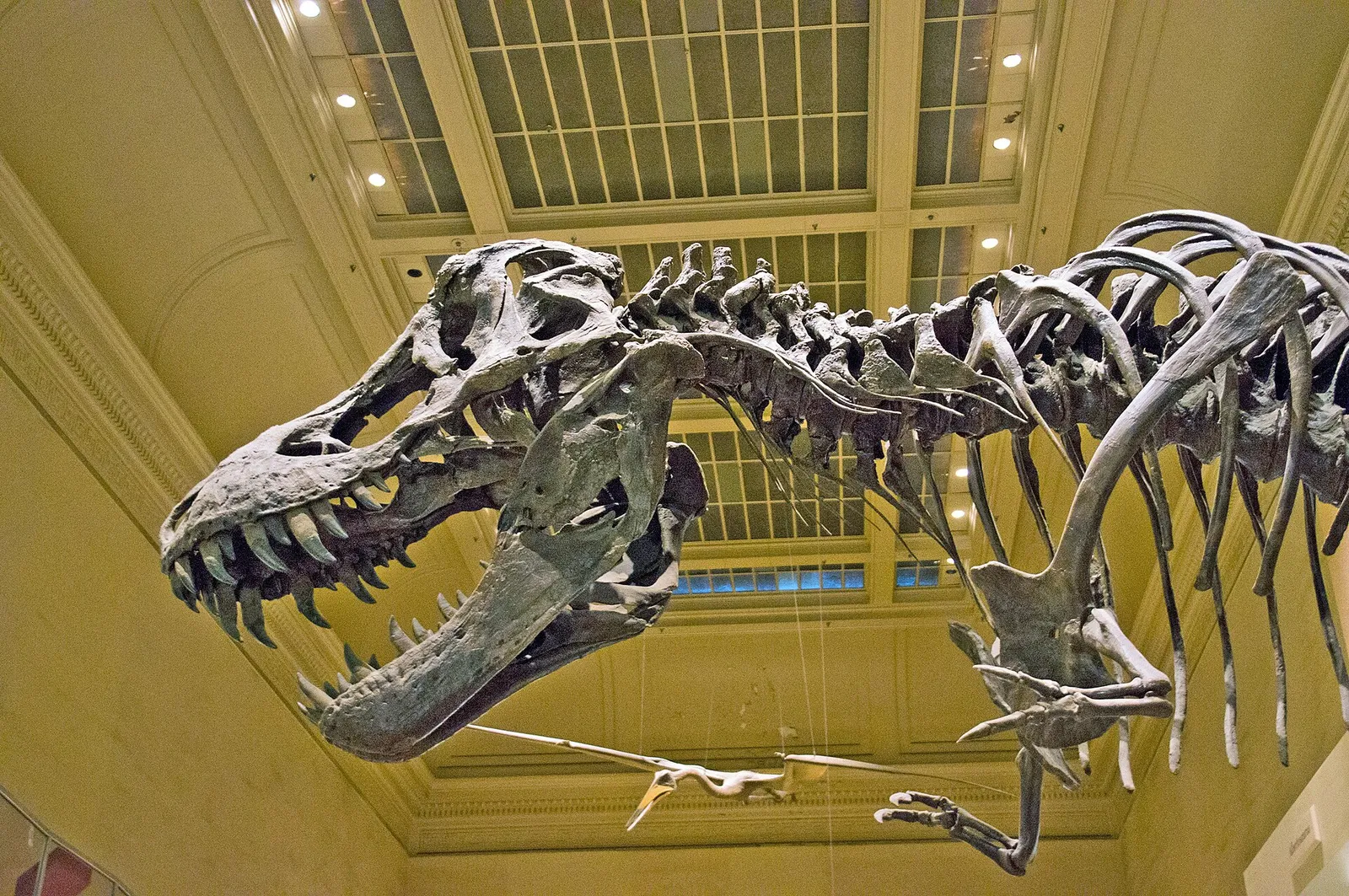 Esqueleto de Tyrannosaurus rex expuesto en un museo (imagen de archivo)