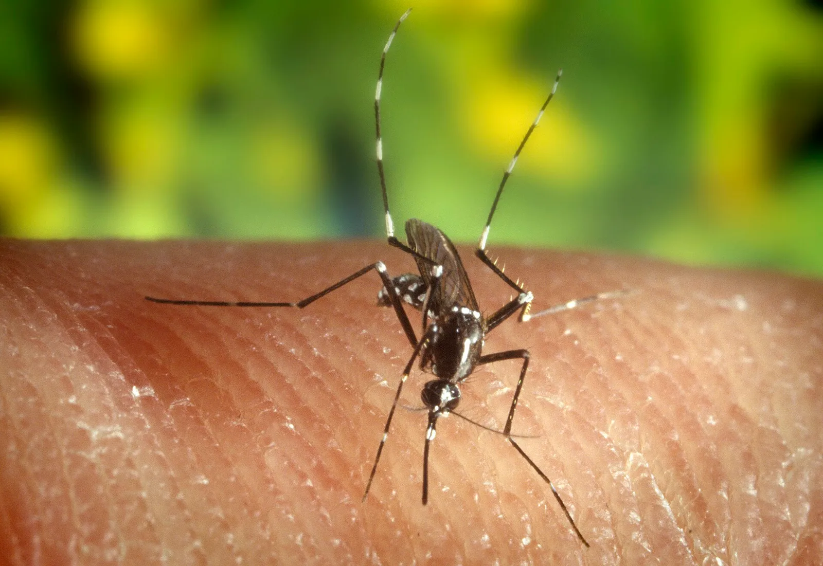 Primer plano de un mosquito tigre (Aedes albopictus)