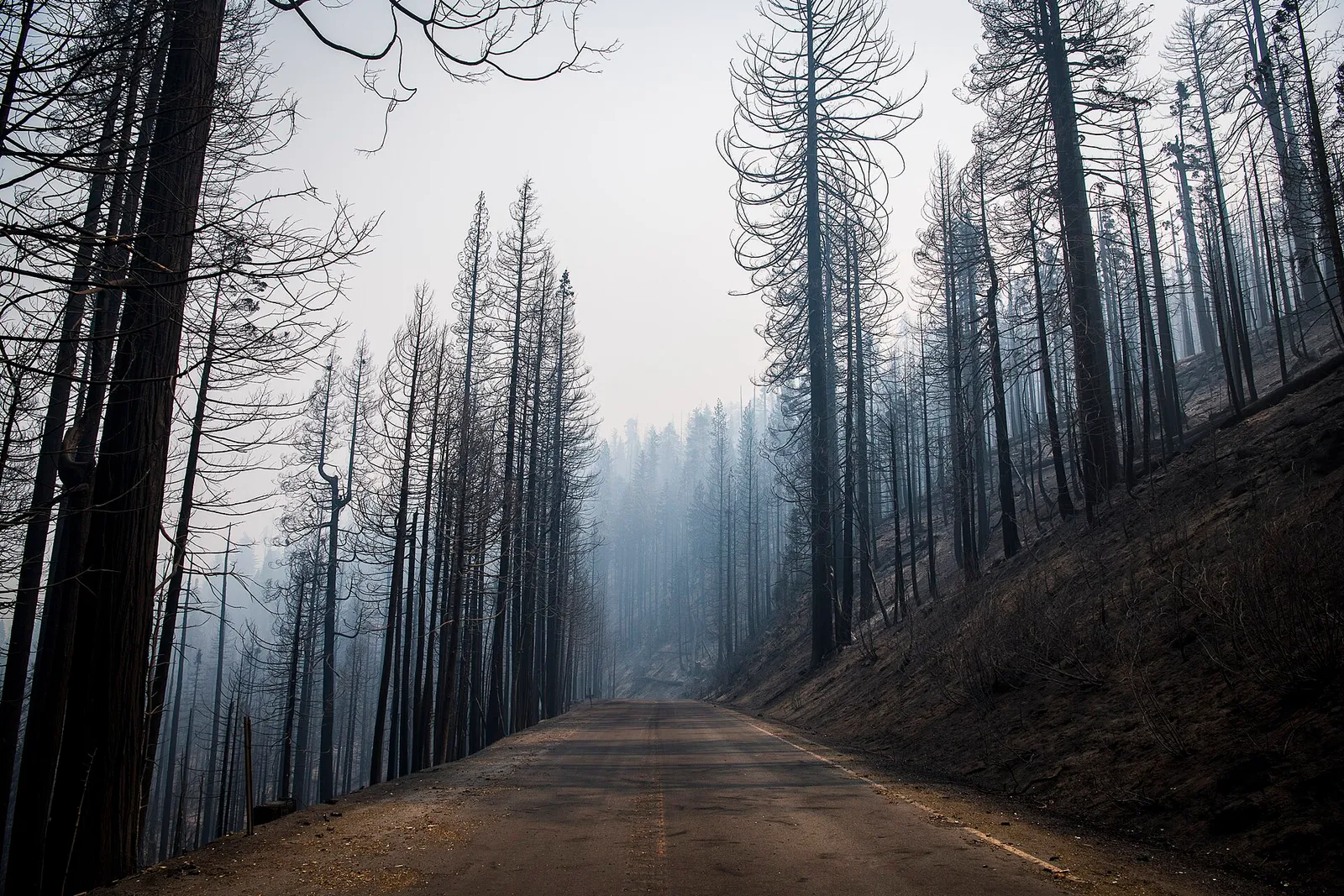 Una carretera afectada por el humo y las llamas de un incendio forestal