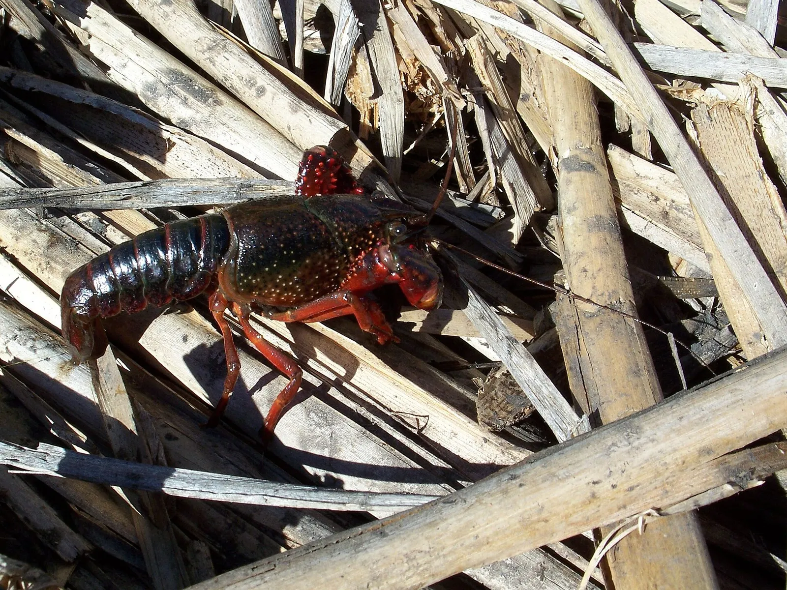 Un ejemplar de cangrejo rojo americano (Procambarus clarkii)