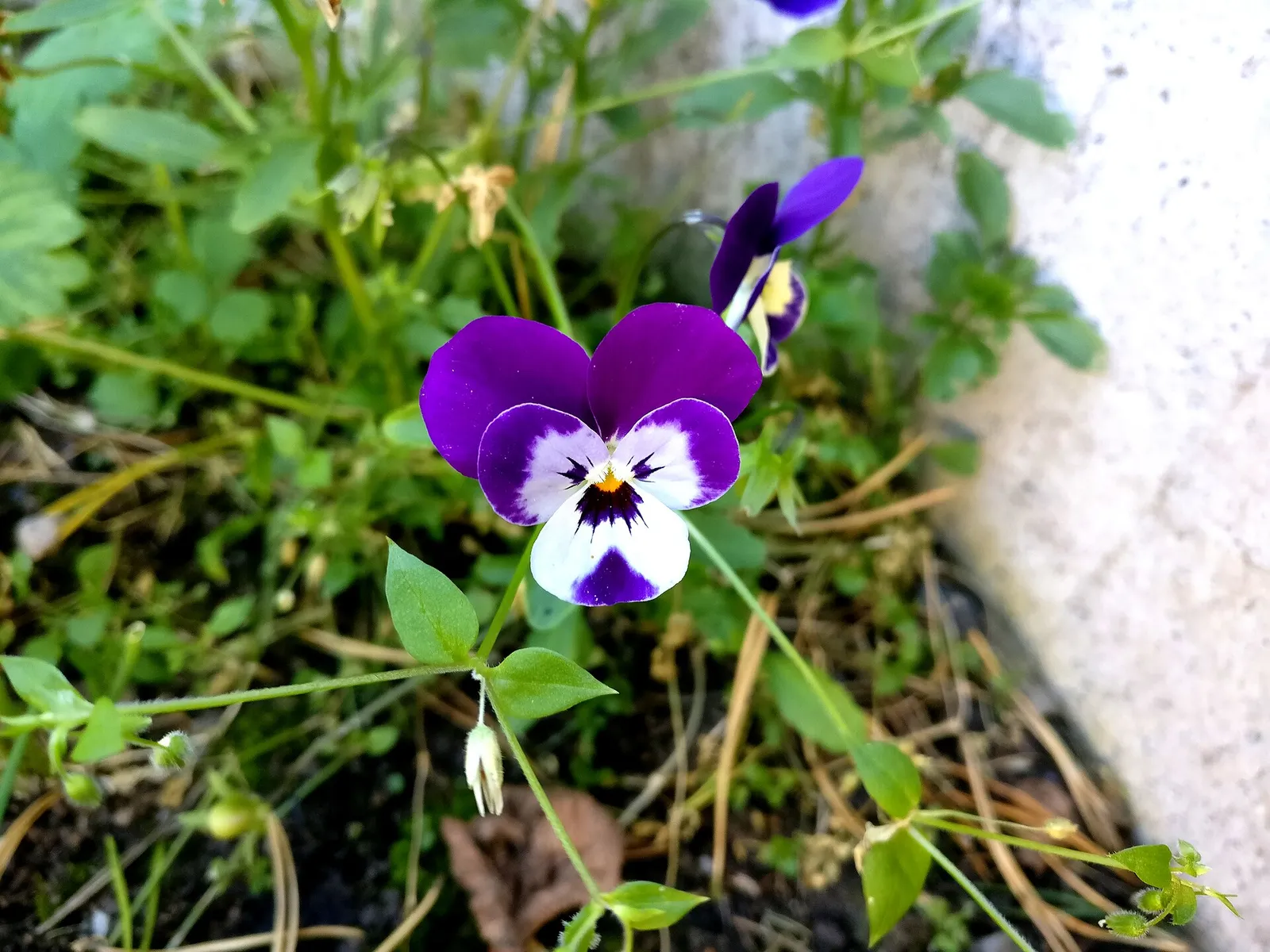 Una flor de pensamiento cuyos pétalos recuerdan a una cara: un ejemplo de pareidolia