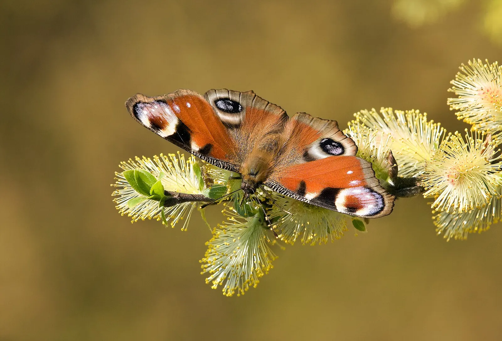 Una mariposa pavo real (Aglais io) con las alas abiertas sobre una rama