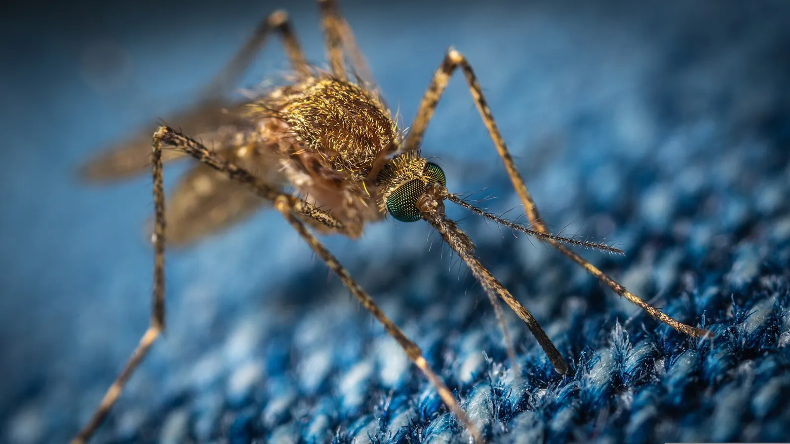 Un mosquito posado (imagen de archivo)