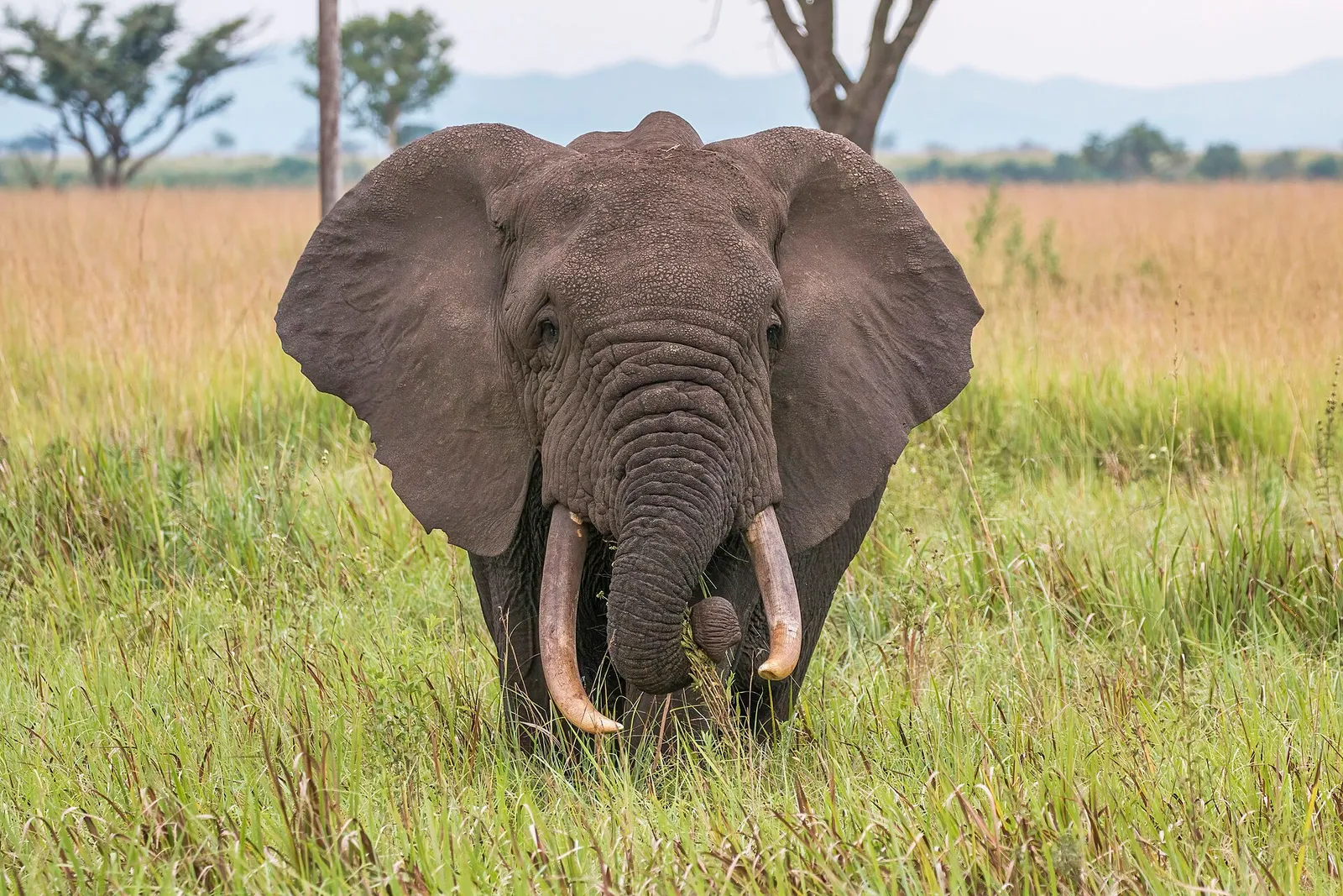 Elefante africano (imagen de archivo)