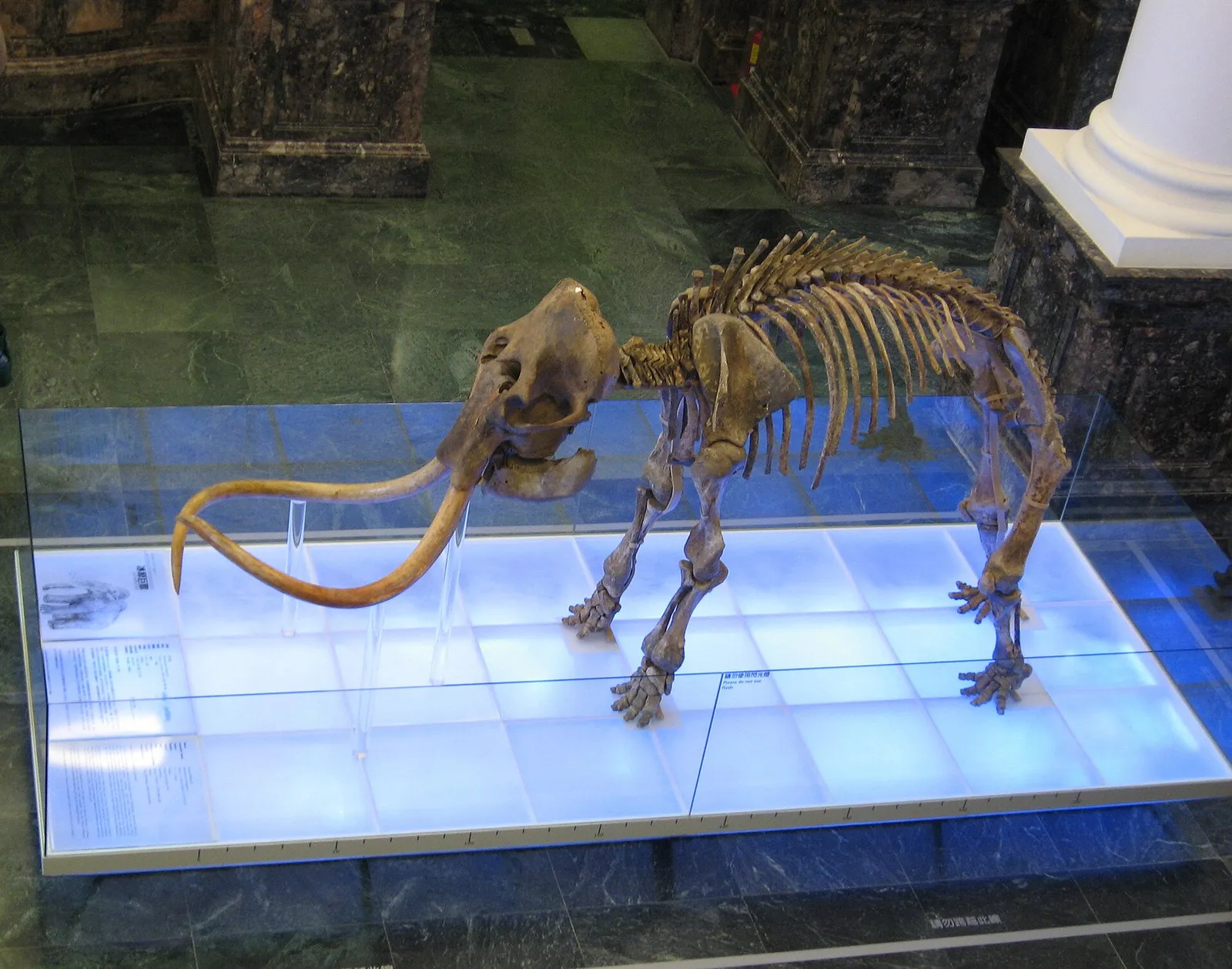 Esqueleto de un proboscídeo prehistórico en un museo (imagen de archivo)