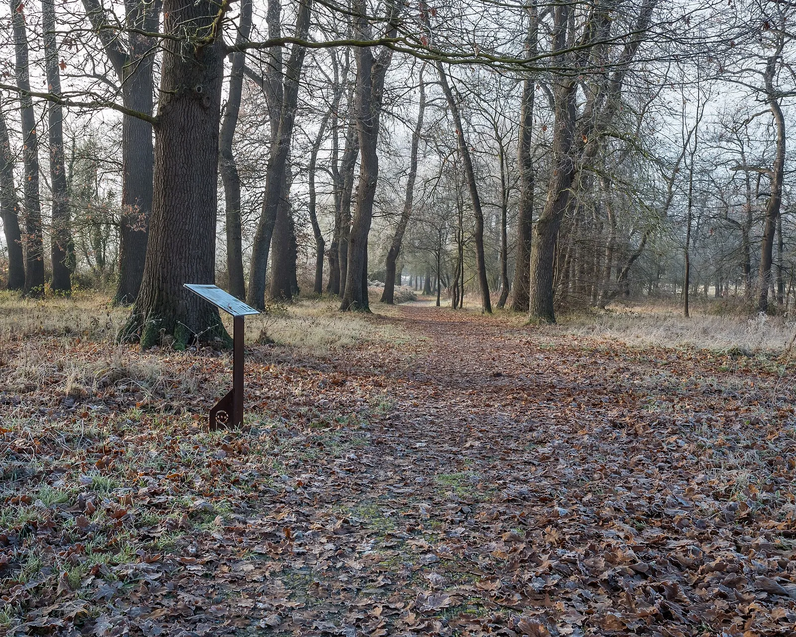 Robledal en el País Vasco, un bosque templado como el que habitaron los neandertales del norte peninsular