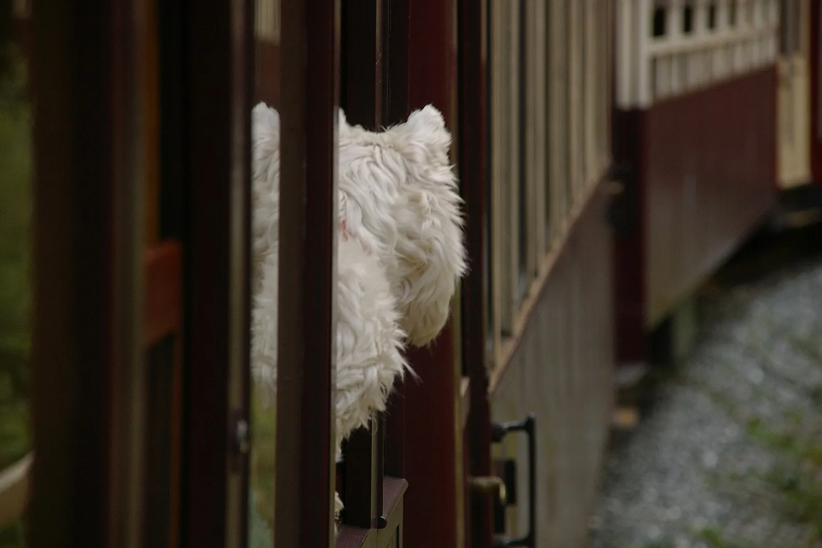 Un perro asomado a la ventanilla de un vagón de tren