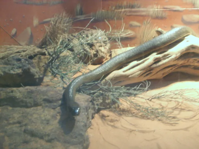 Un taipán interior, la serpiente con el veneno más tóxico del mundo