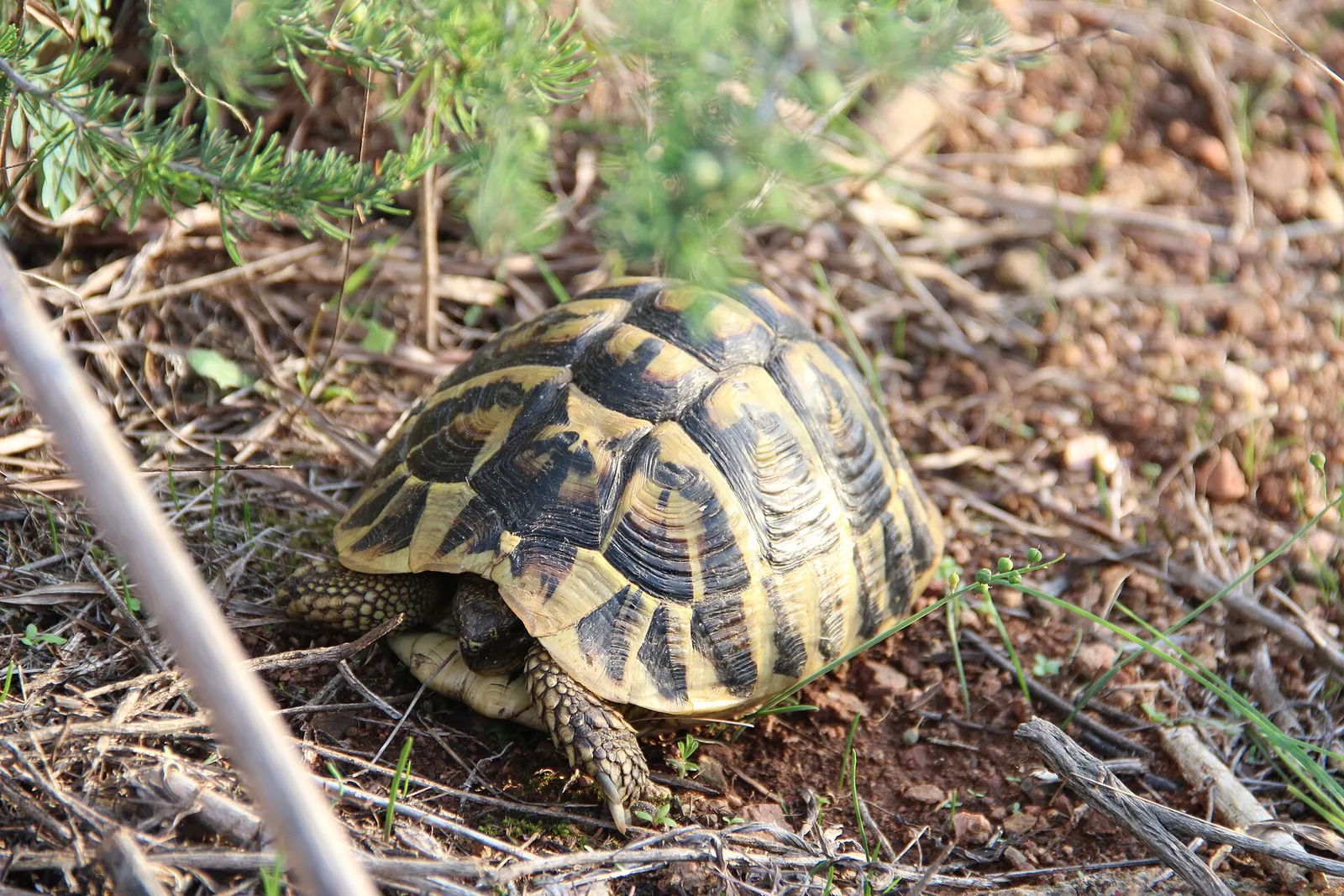 Una tortuga mediterránea (Testudo hermanni) actual