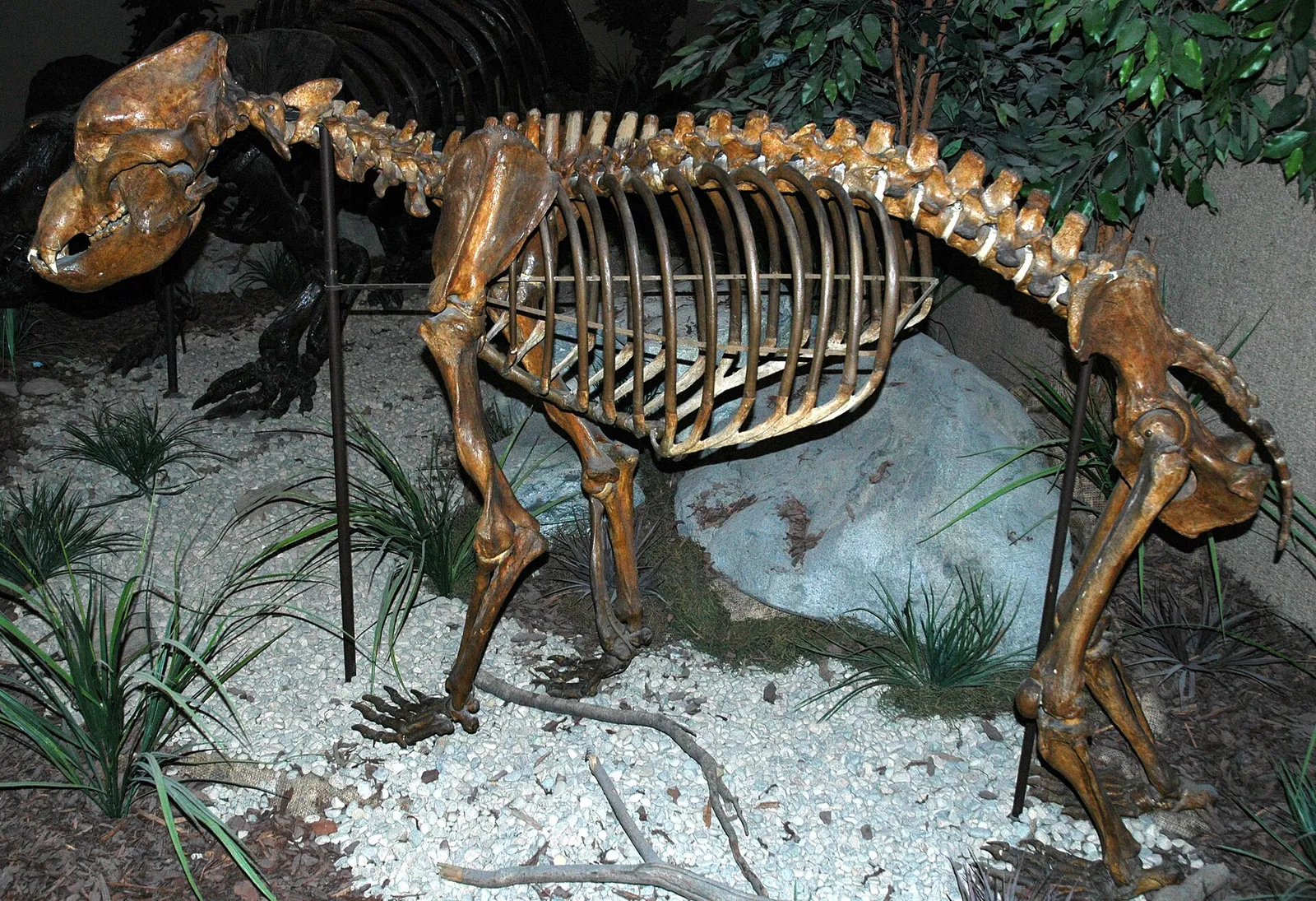 Esqueleto de un oso de las cavernas (Ursus spelaeus) del Pleistoceno