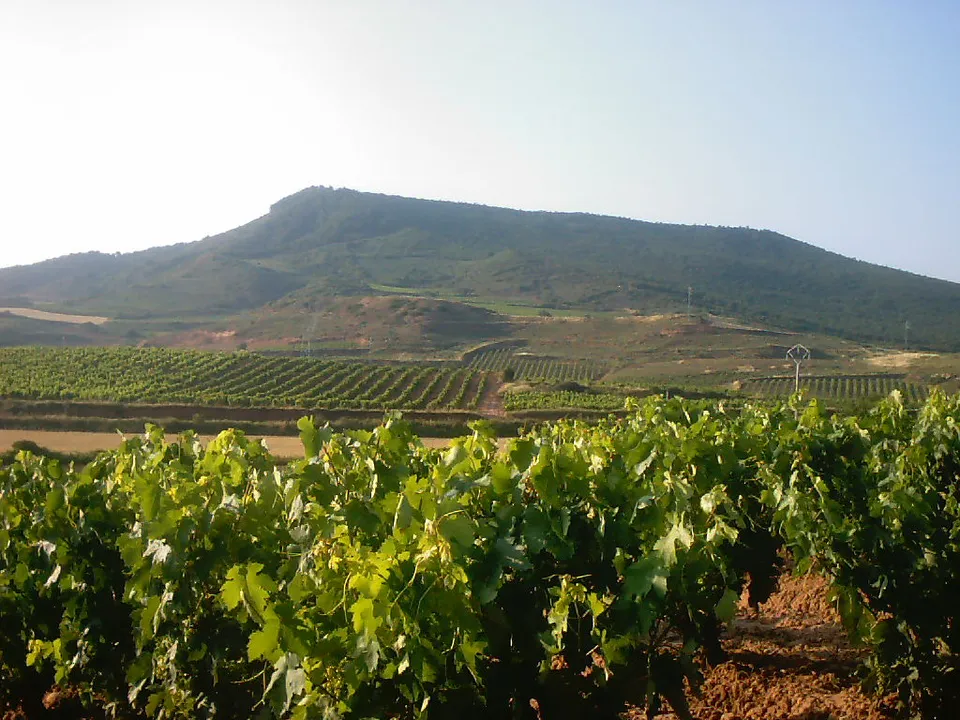 Viñedos, imagen de archivo
