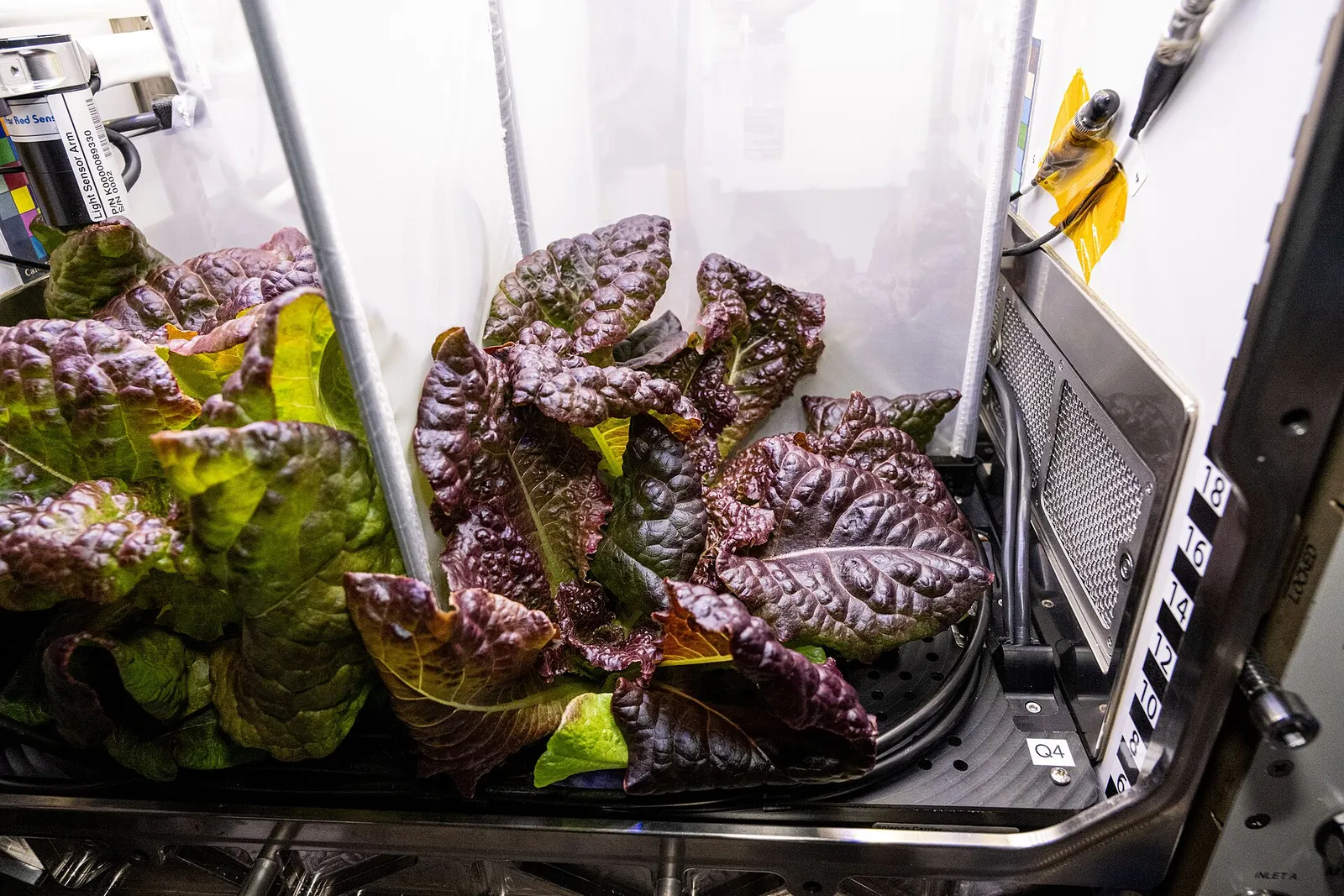 Lechuga romana roja creciendo en el Hábitat Avanzado de Plantas de la Estación Espacial Internacional