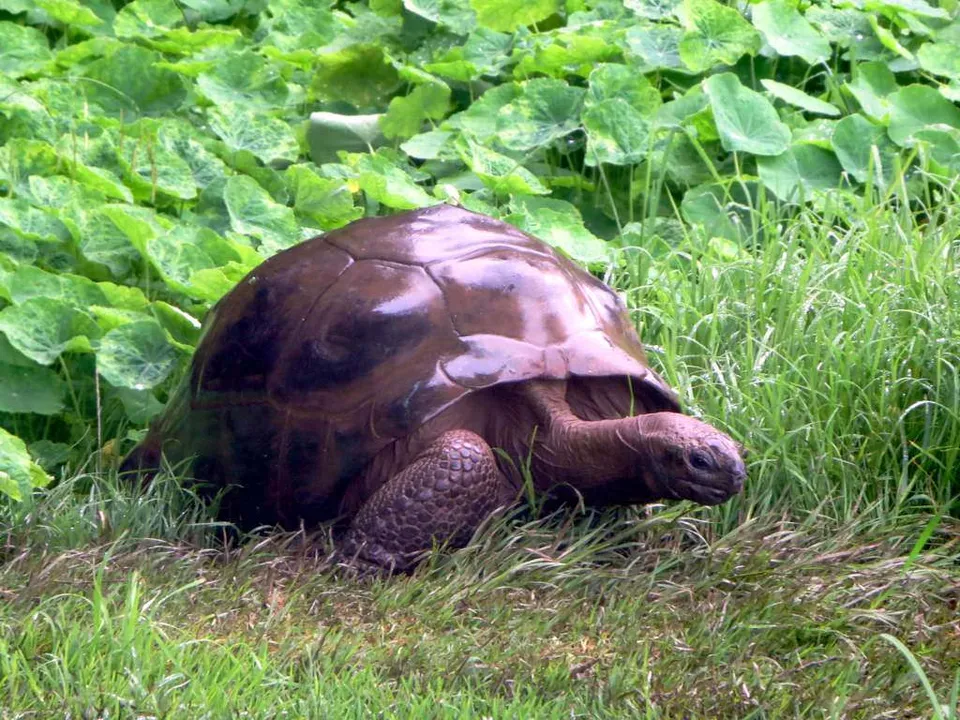 Jonathan, la tortuga gigante de Santa Elena considerada el animal terrestre más longevo del mundo