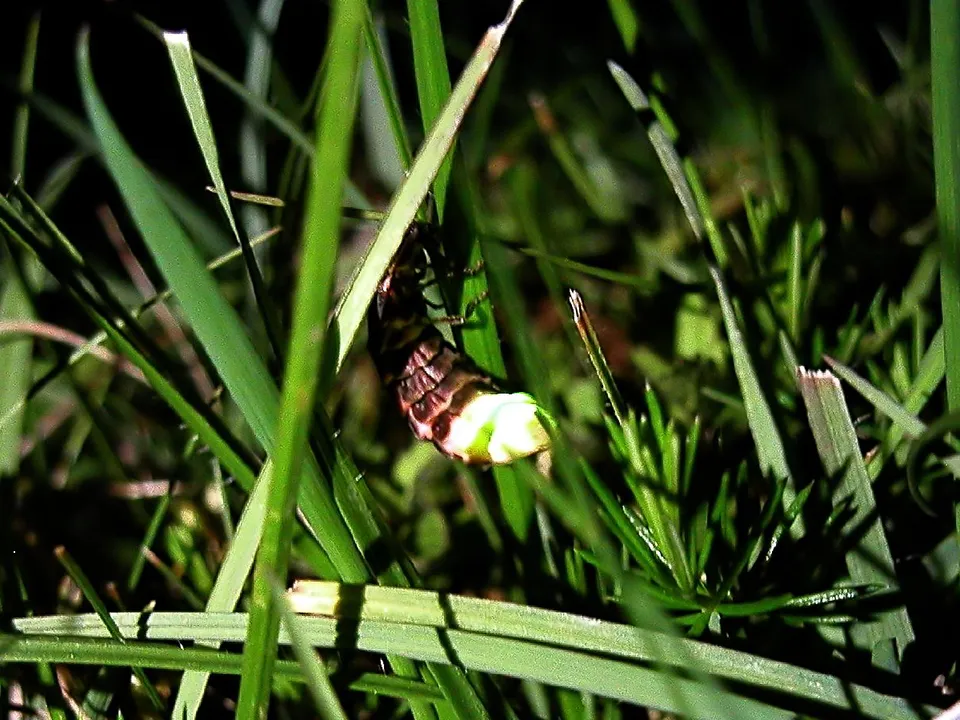 Una luciérnaga (gusano de luz) brillando en la oscuridad
