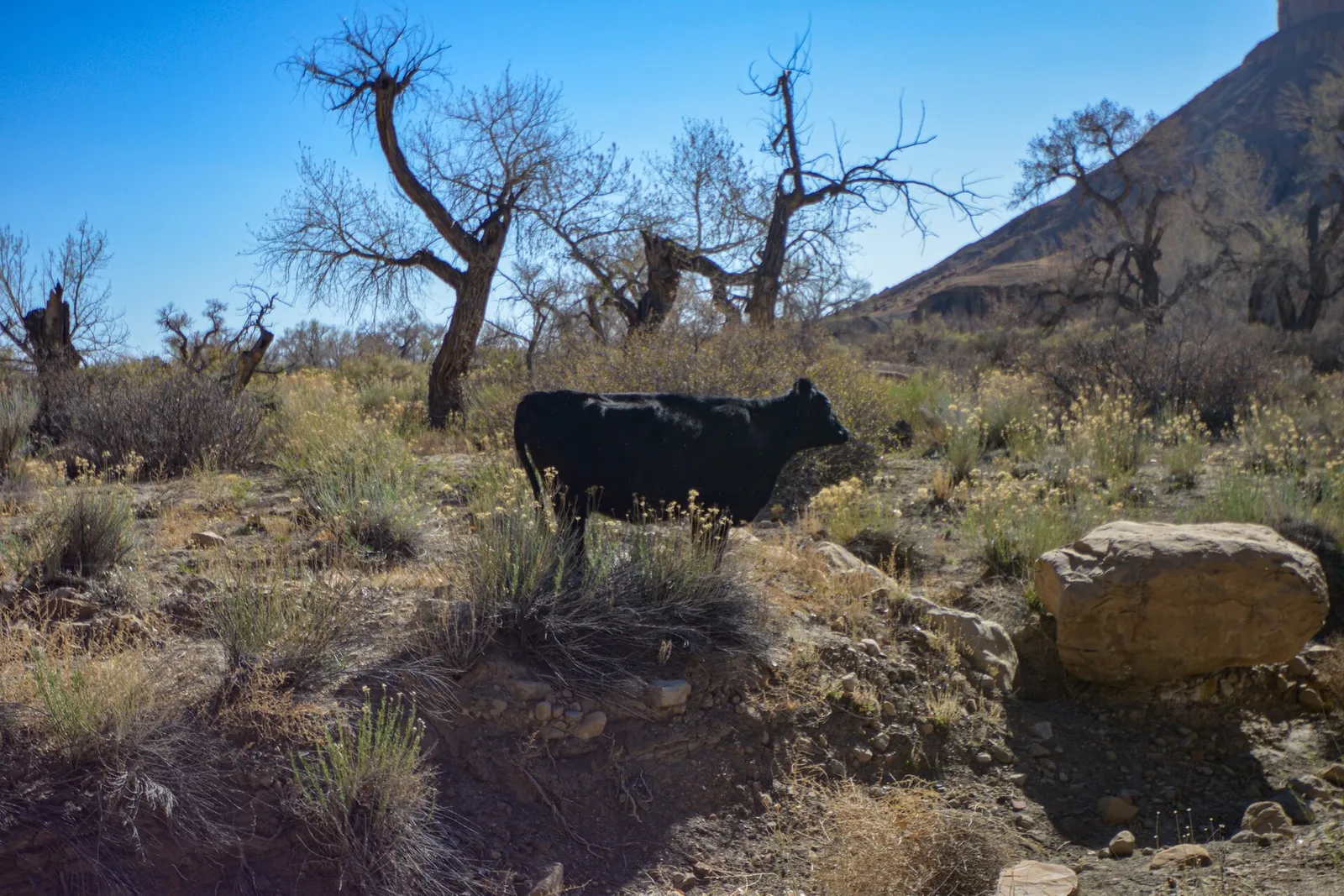 Una vaca pastando en un prado