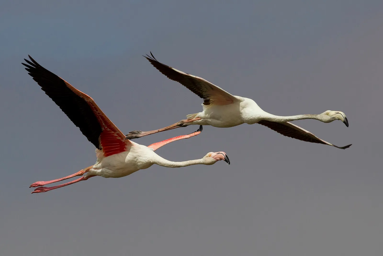 Flamencos comunes en vuelo