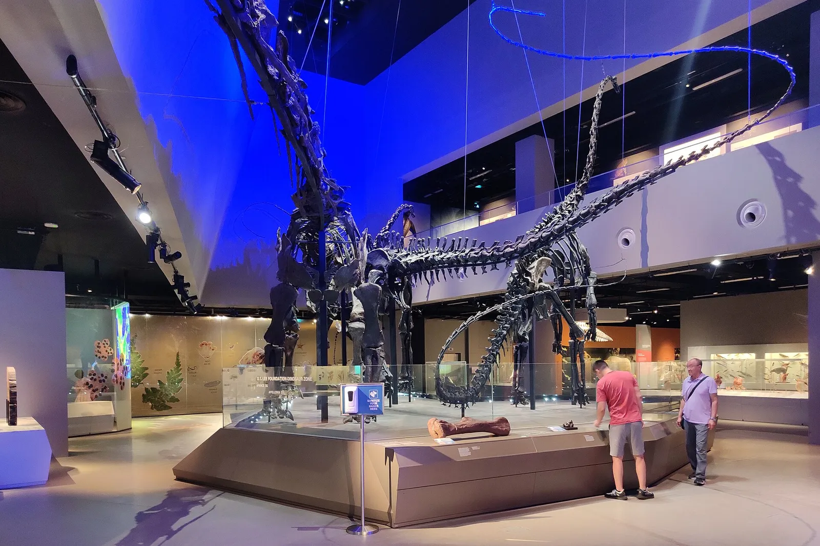 Esqueletos de dinosaurios saurópodos de cuello largo en un museo de historia natural