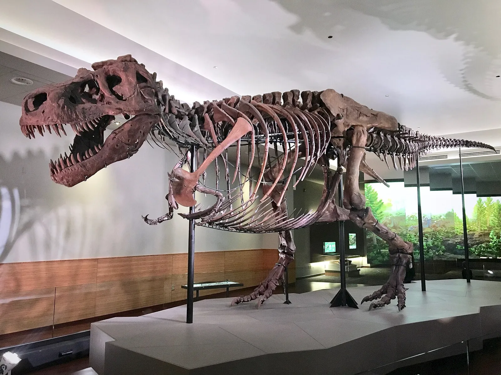 Esqueleto de Tyrannosaurus rex en un museo (imagen de archivo)