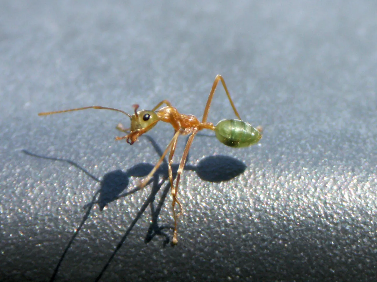 Una hormiga tejedora verde (Oecophylla smaragdina), la única presa de la araña ballista