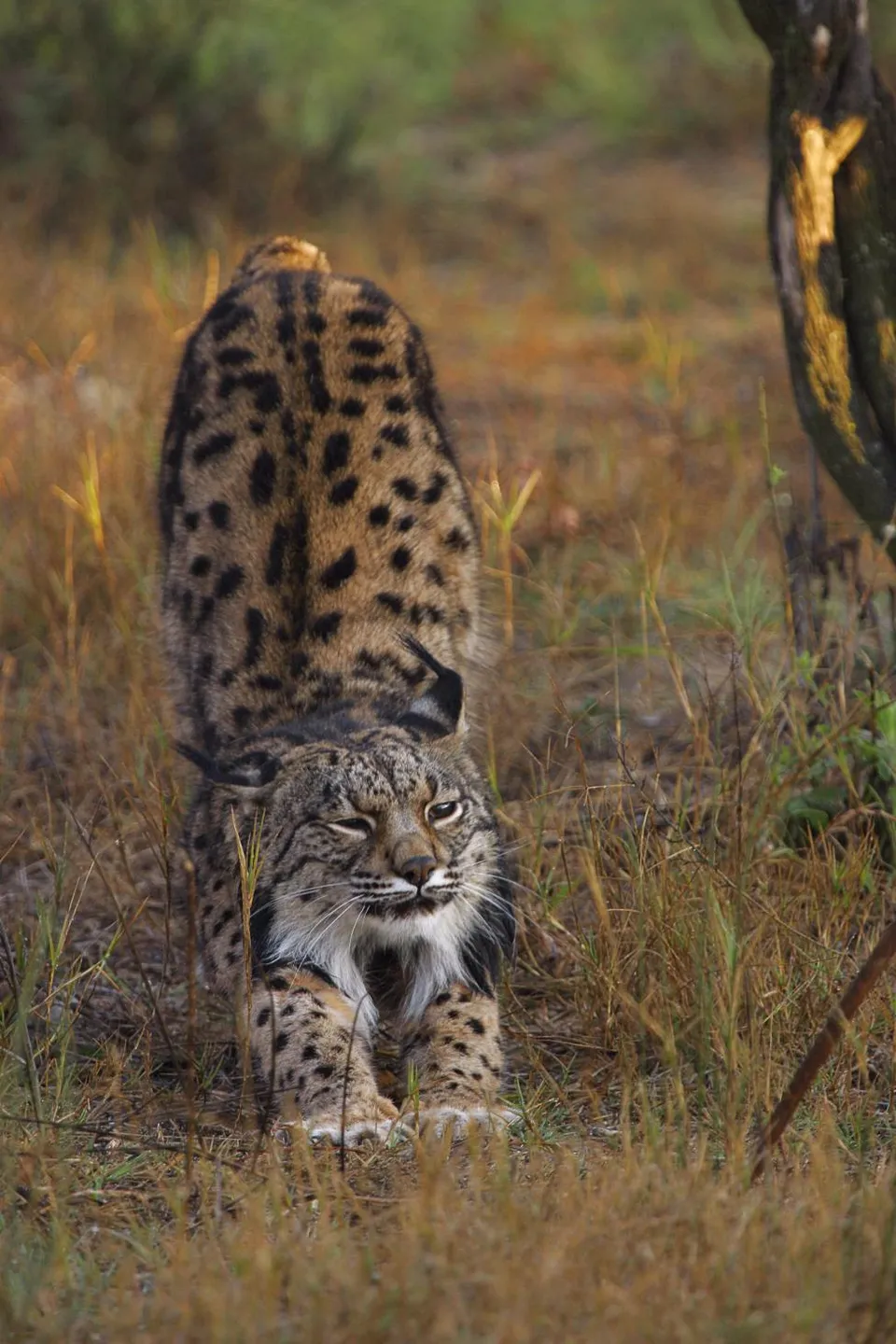 Un lince ibérico (Lynx pardinus), el felino emblema de la conservación en España
