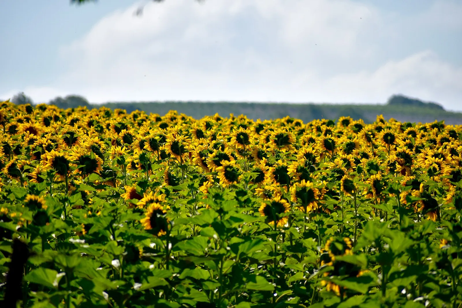 Campo de girasoles en Andalucía