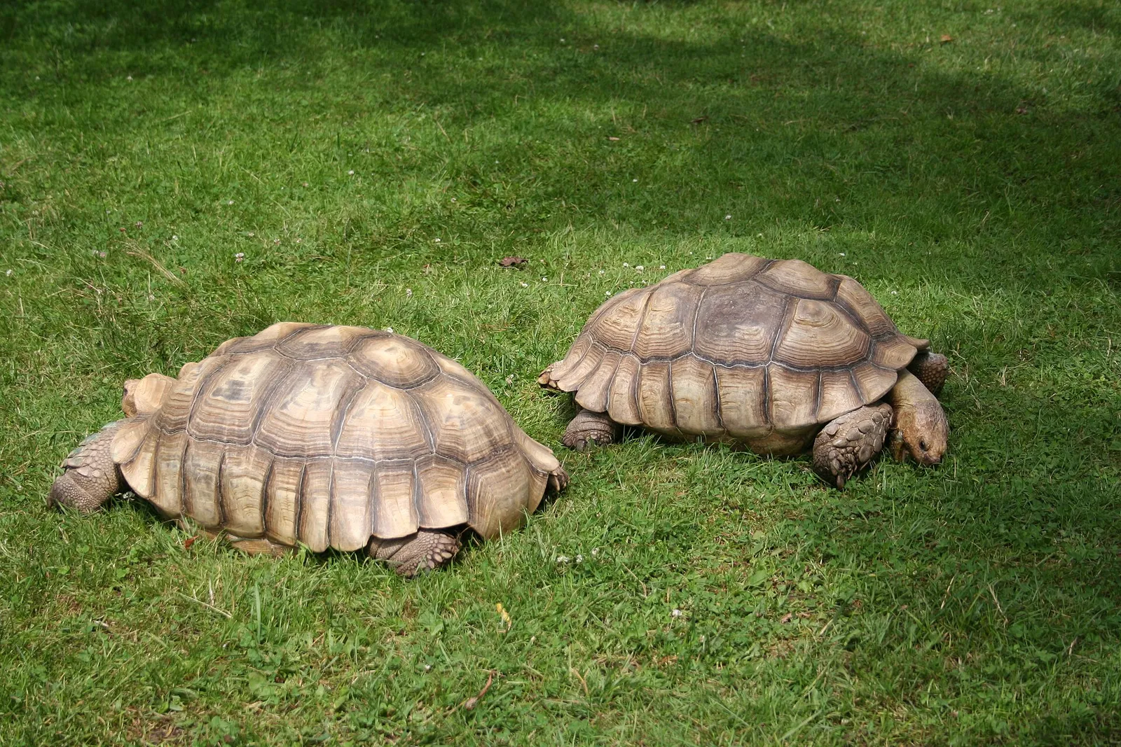Una tortuga africana de espolones (Centrochelys sulcata)