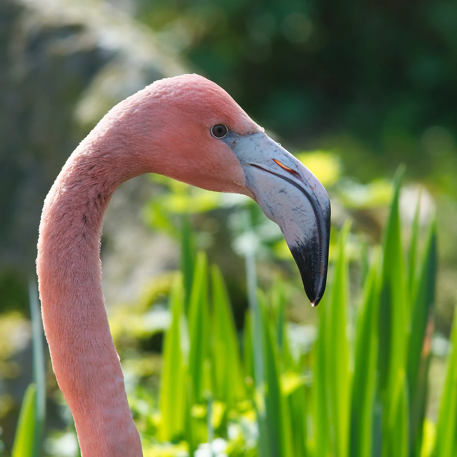 Un flamenco común (Phoenicopterus roseus)