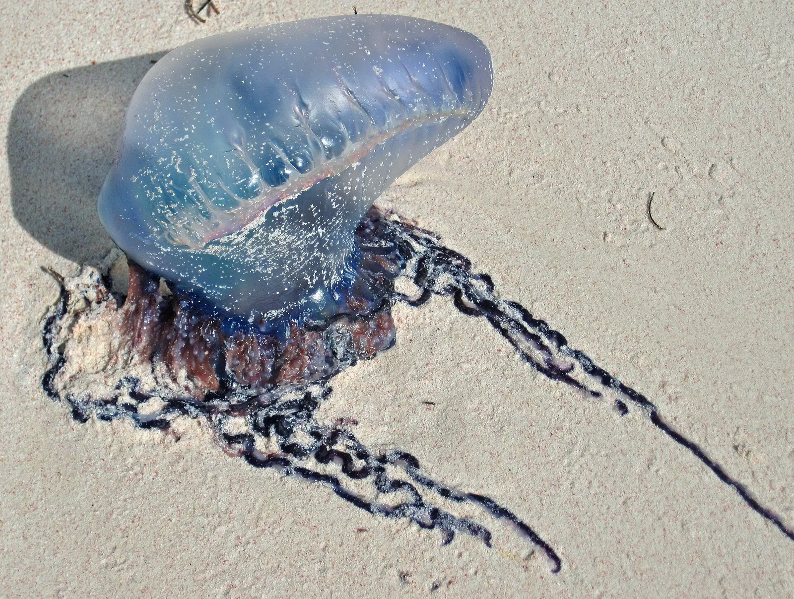 Una carabela portuguesa (Physalia physalis) varada en la arena (imagen de archivo)
