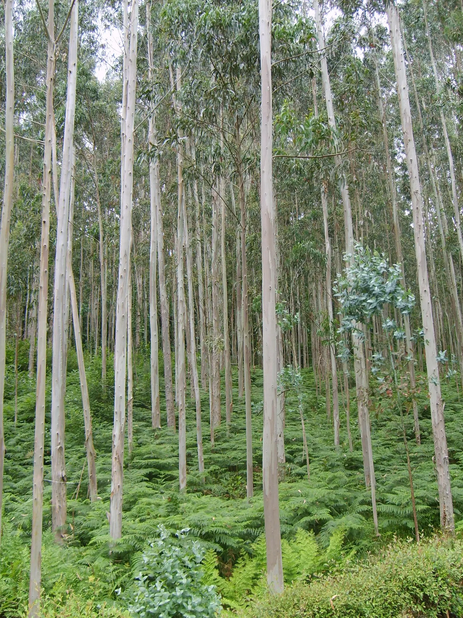 Plantación de eucaliptos en Galicia