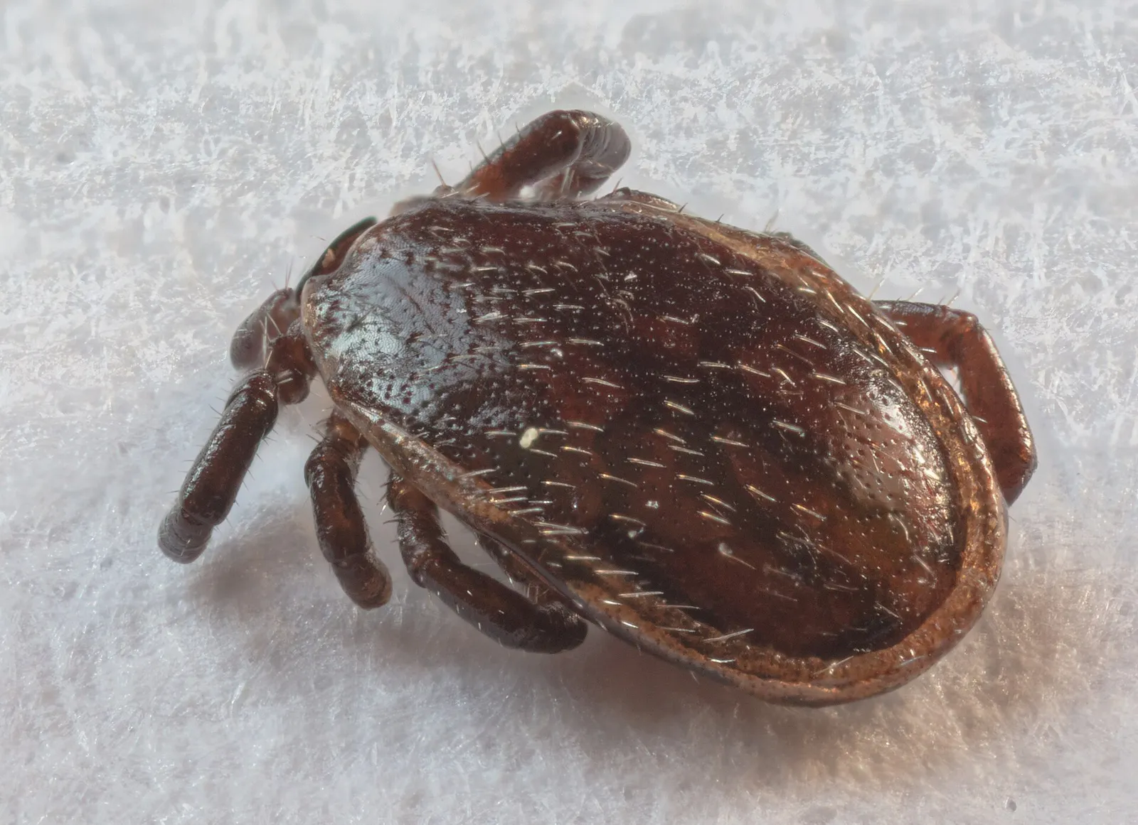 Una garrapata común (Ixodes ricinus)