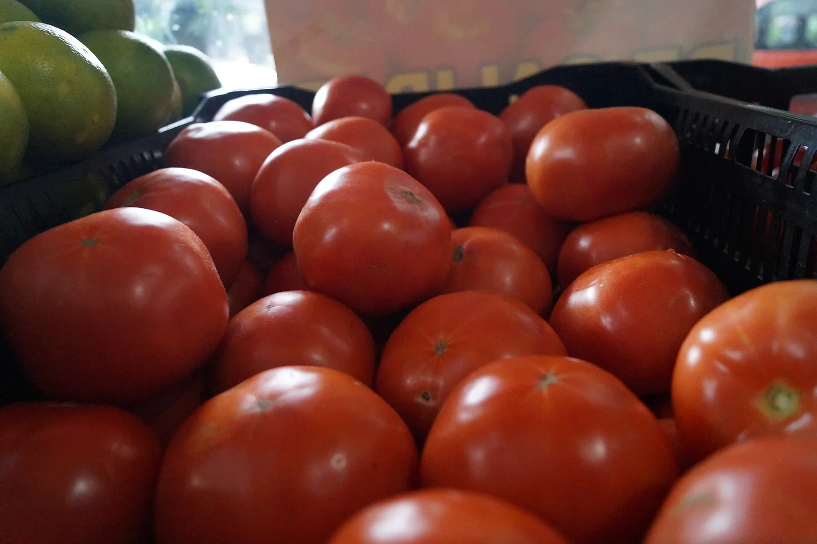 Tomates rojos maduros